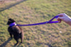 EcoBark Purple Dog Leash- Padded Comfort Grip Leash Dog Pattern - 4ft, 5ft, and 6ft  for XS, Small, and Medium Dogs