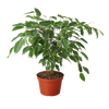 Ficus 'Breeze' - 6 Pot
