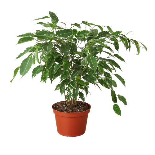 Ficus 'Breeze' - 6 Pot