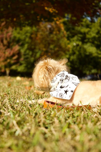 Adventure Dog Bandana