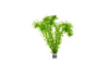 Anacharis (Egeria densa)
