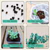 Eucalyptus Pulverulenta 'Baby Blue' Seeds
