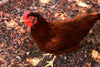 Rhode Island Red Chicks – Buy 10 + 5 Bonus Free (15 All-Female, Shipping Included)