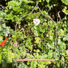 Copper Swing, Bark Perch