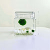 Marimo Moss Ball Aquarium Glass Terrarium Designer 4.5 Home Decor and Office Decor