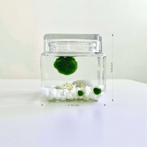 Marimo Moss Ball Aquarium Glass Terrarium Designer 4.5 Home Decor and Office Decor