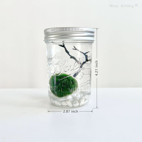 Live Moss Ball Mini Aquarium Mason Jar