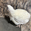 Jumbo White Coturnix Hatching Eggs - Premium Quail Eggs for Hatching - Perfect for Homesteaders, Breeders, Hobbyists - Freshly Collected for High Hatch Rates