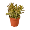 Kalanchoe Tomentosa 'Chocolate Soldier' Succulent - 4 Pot