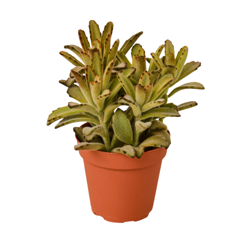 Kalanchoe Tomentosa 'Chocolate Soldier' Succulent - 4 Pot