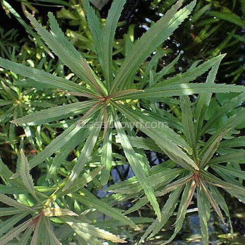 Potted Pogostemon Stellatus 'Octopus'