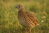 Fertile Quail Eggs – Choose Your Variety