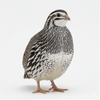 Falb-Fee Quail Hatching Eggs