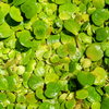 Frogbit 4oz Cup Portion
