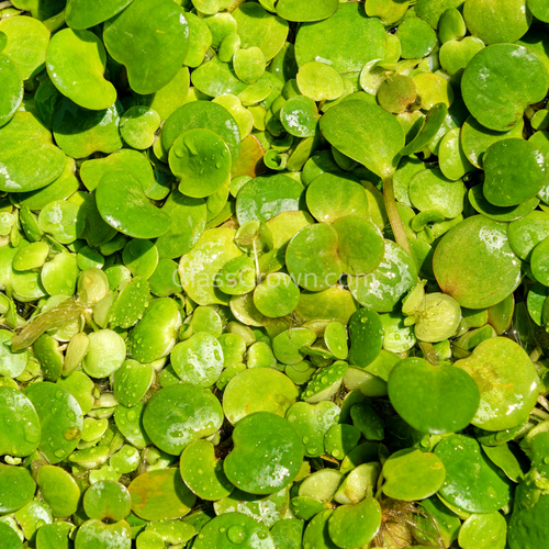 Frogbit 4oz Cup Portion