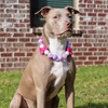 Sparkle Acrylic Beaded Dog Necklace (3colors)