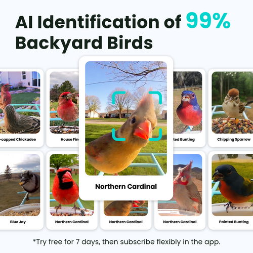 Birdfy Feeder - Smart Bird Feeder with Camera Standard Kit