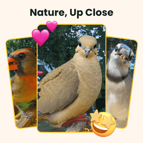 Birdfy Feeder Wood - Wooden Smart Bird Feeder with Camera