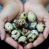 36 Quail Eggs for Hatching - Fertile Coturnix Selection Hens Choice, AI & NPIP Certified, Sustainably Sourced from Family-Run Farms, Farm Fresh Delivery with Minimal Breakage