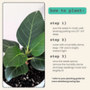 Ficus Altissima 'Lofty Fig' Seeds
