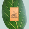 Ficus Altissima 'Lofty Fig' Seeds