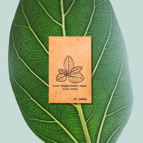 Ficus Altissima 'Lofty Fig' Seeds