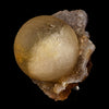Fluorite Ball on MM Quartz Very Rare Natural Mineral Specimen # B 6097