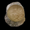 Fluorite balls on MM Quartz Natural Mineral Specimen # B 5935