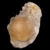 Fluorite balls on MM Quartz Natural Mineral Specimen # B 5939