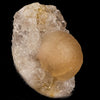 Fluorite balls on MM Quartz Natural Mineral Specimen # B 5939