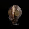 Fluorite on Amethyst Natural Mineral Specimen # B 5637