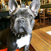 Frenchie collar For your French Bulldog Fur Baby