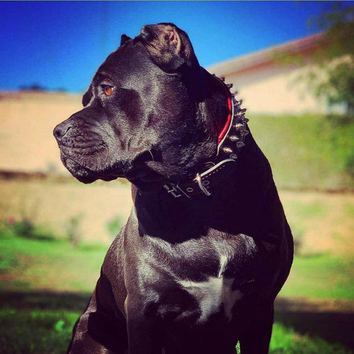 Frenchie collar For your French Bulldog Fur Baby