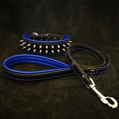 Frenchie Set- collar & leash. Blue