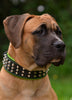 The Stud dog collar