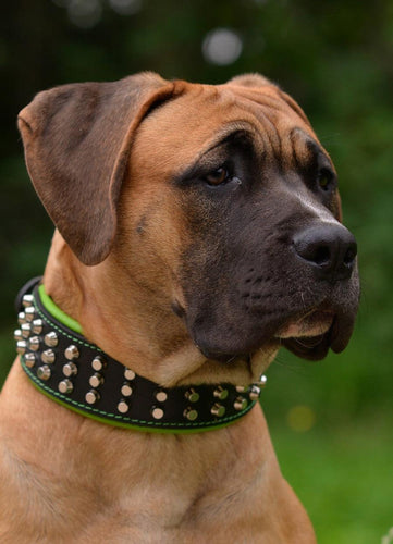 The Stud dog collar