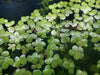 Giant Duck Weed Spirodela Polyrhiza