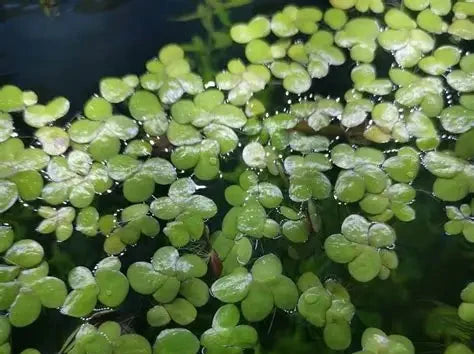 Giant Duck Weed Spirodela Polyrhiza