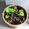 Geranium Seeds