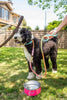 Rainbow Tie Dye Leash - Glow Pups