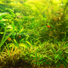 Done For You Plant Package, 12 Full Size (No Co2 Required)