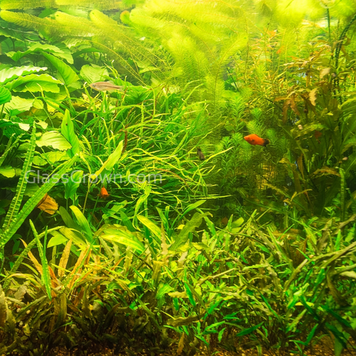Done For You Plant Package, 12 Full Size (No Co2 Required)