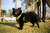 EcoBark Green Dog Leash- Padded Comfort Grip Leash - 4ft, 5ft, and 6ft Dog Leash for Small and Medium Dogs