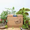 Grow an Indoor Jungle Houseplant Seed Kit