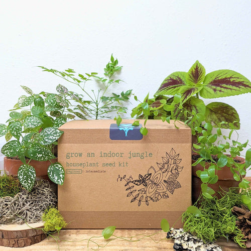 Grow an Indoor Jungle Houseplant Seed Kit