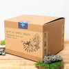Grow an Indoor Jungle Houseplant Seed Kit