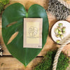 Grow your own Jungle Houseplant Seed Collection
