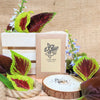 Grow your own Jungle Houseplant Seed Collection