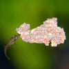 Green Cobra Endler 6 Fry Pack