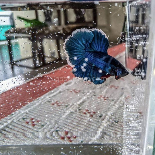 Male Halfmoon Betta